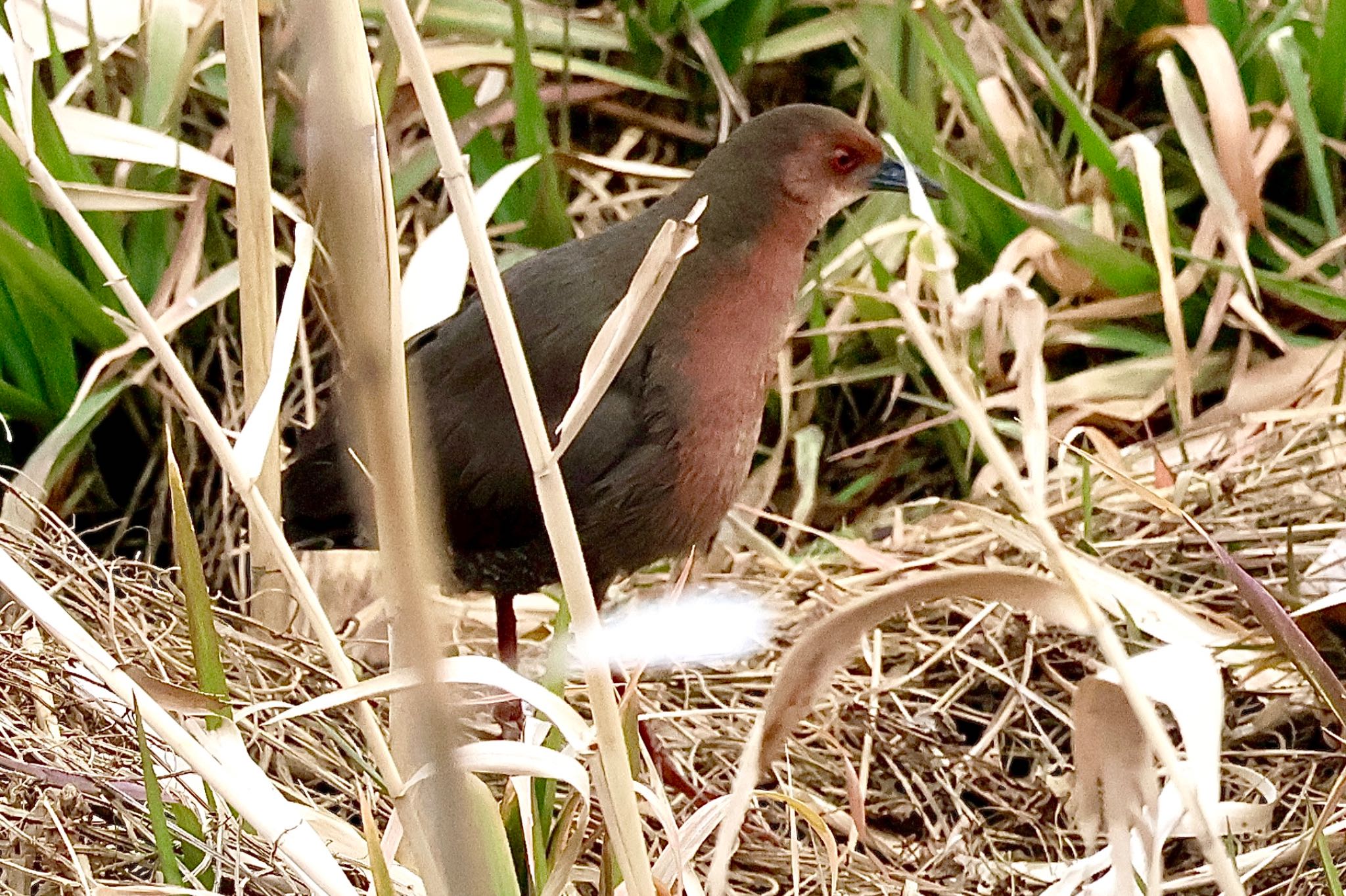 Ruddy-breasted Crake