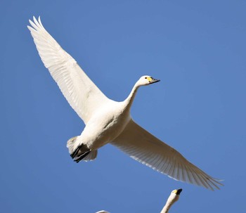 Tundra Swan 滋賀県湖北 Sat, 2/3/2024