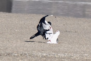 ハシブトガラス 場所が不明 2018年11月18日(日)