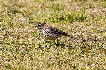 タヒバリ 秋ヶ瀬公園(ピクニックの森) 2024年2月9日(金)