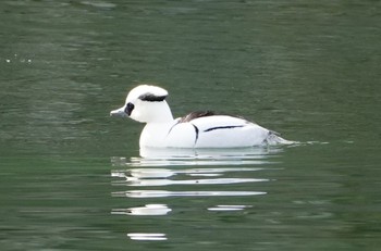 Fri, 2/9/2024 Birding report at Osaka castle park