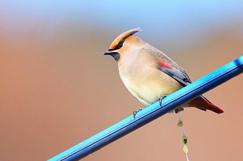 Japanese Waxwing 赤城山 Sun, 2/4/2024