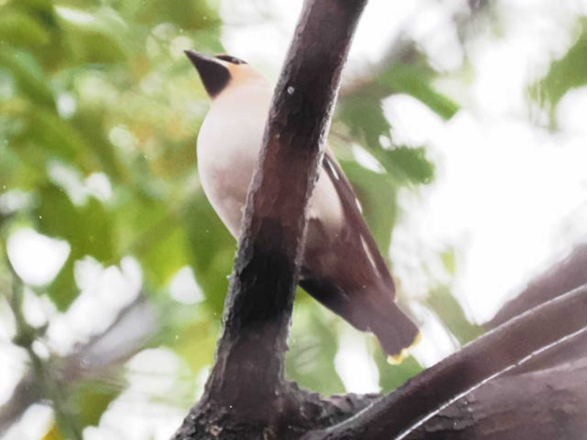 Bohemian Waxwing