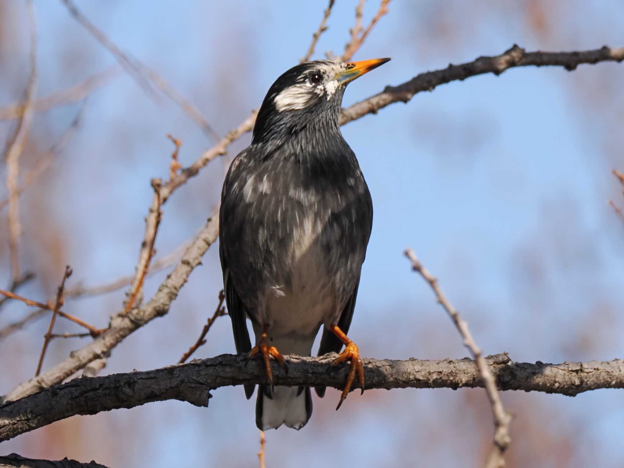 White-cheeked Starling