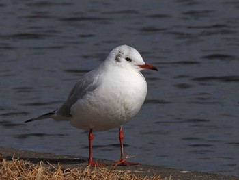 ユリカモメ 水元公園 2024年2月8日(木)