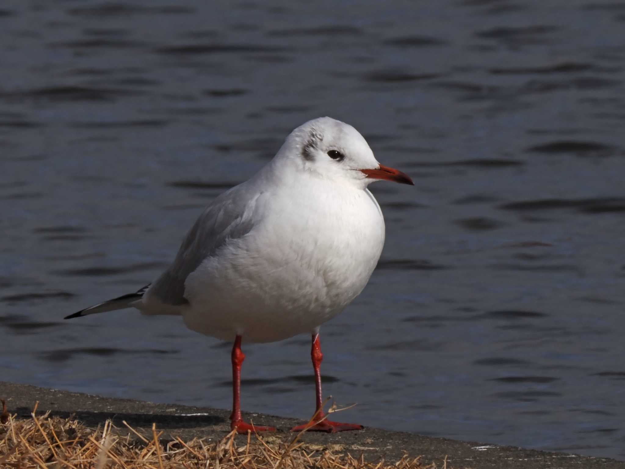 ユリカモメ