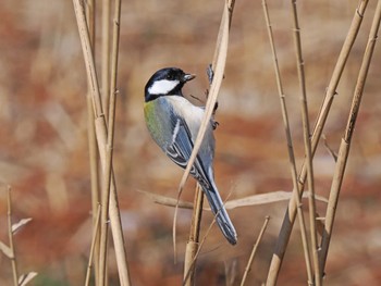 シジュウカラ 水元公園 2024年2月8日(木)