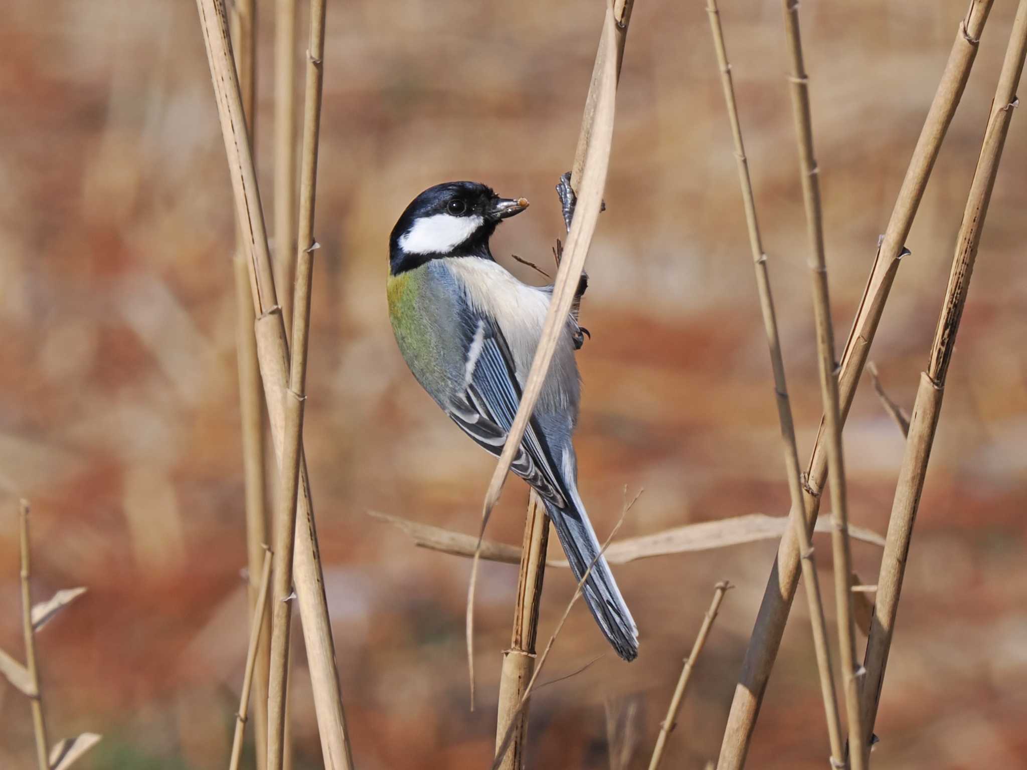 Japanese Tit