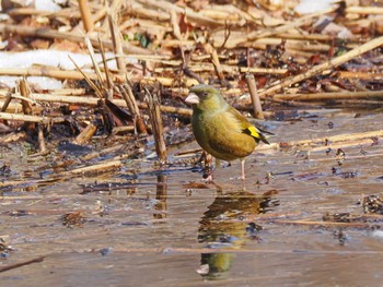 カワラヒワ 水元公園 2024年2月8日(木)