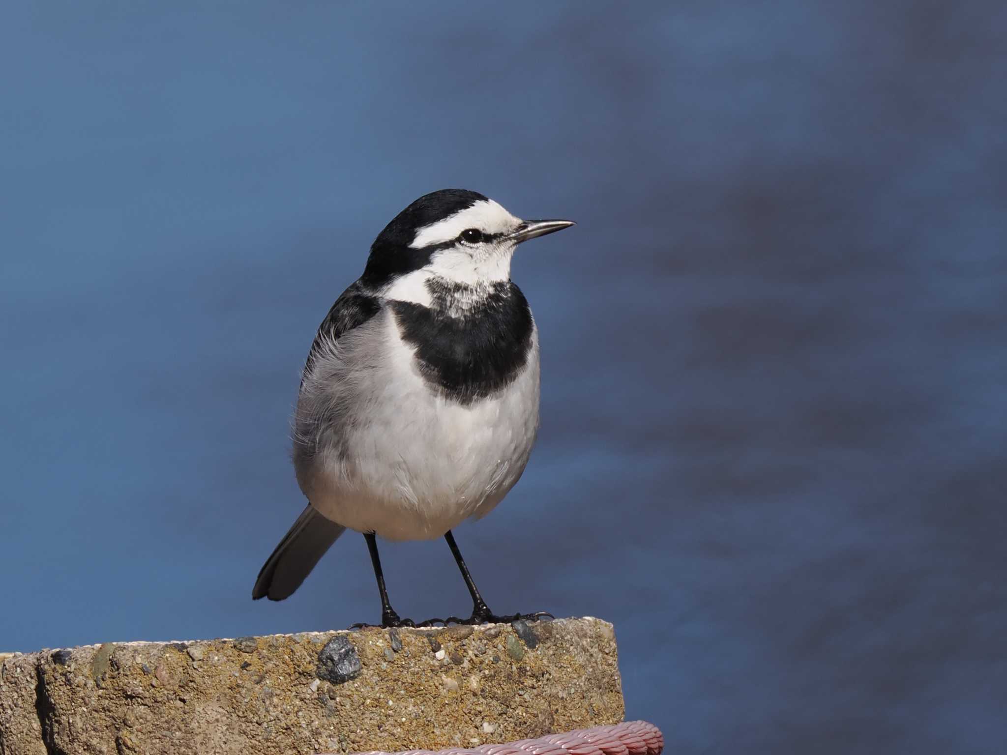 White Wagtail