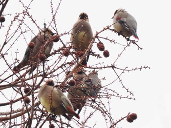 Japanese Waxwing 福岡県営春日公園(春日市) Mon, 2/5/2024