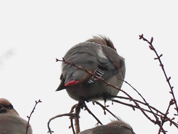 Japanese Waxwing 福岡県営春日公園(春日市) Mon, 2/5/2024