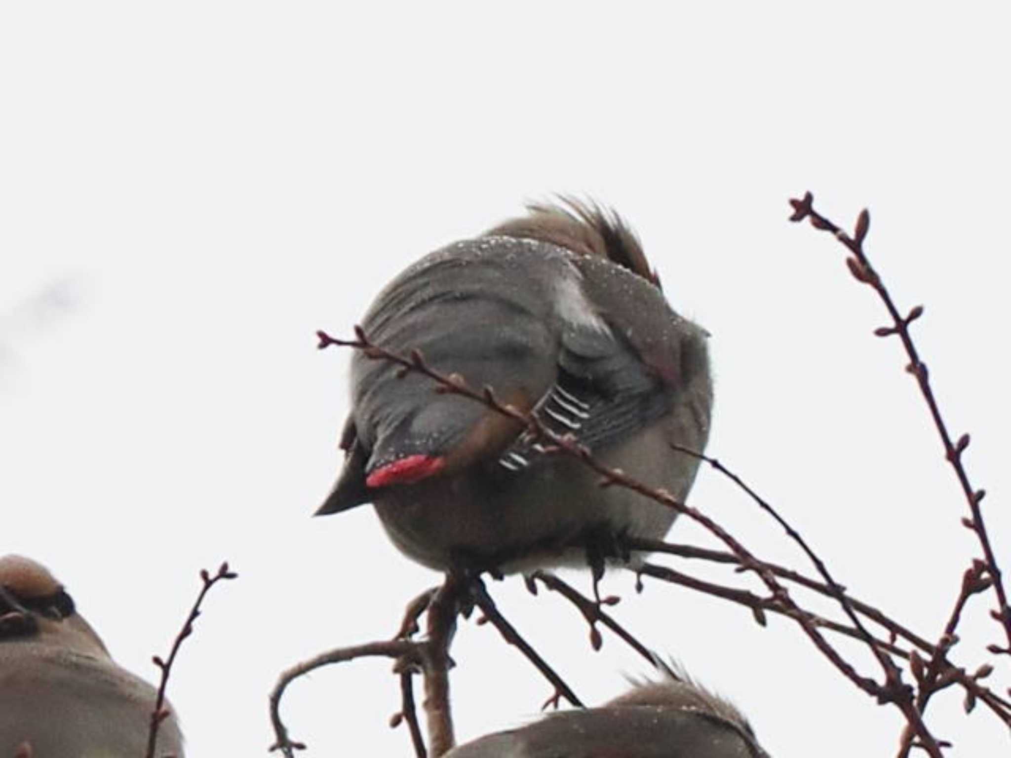 Japanese Waxwing