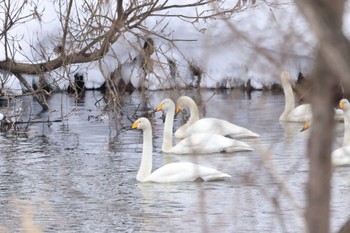 オオハクチョウ 千歳川(魚太橋) 2024年2月8日(木)