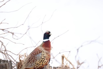 Common Pheasant 千歳川(魚太橋) Thu, 2/8/2024