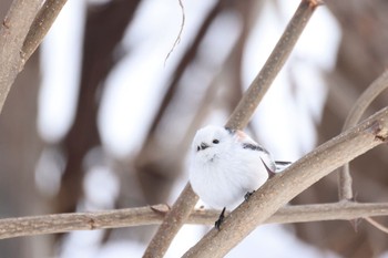 2024年2月9日(金) 真駒内公園の野鳥観察記録