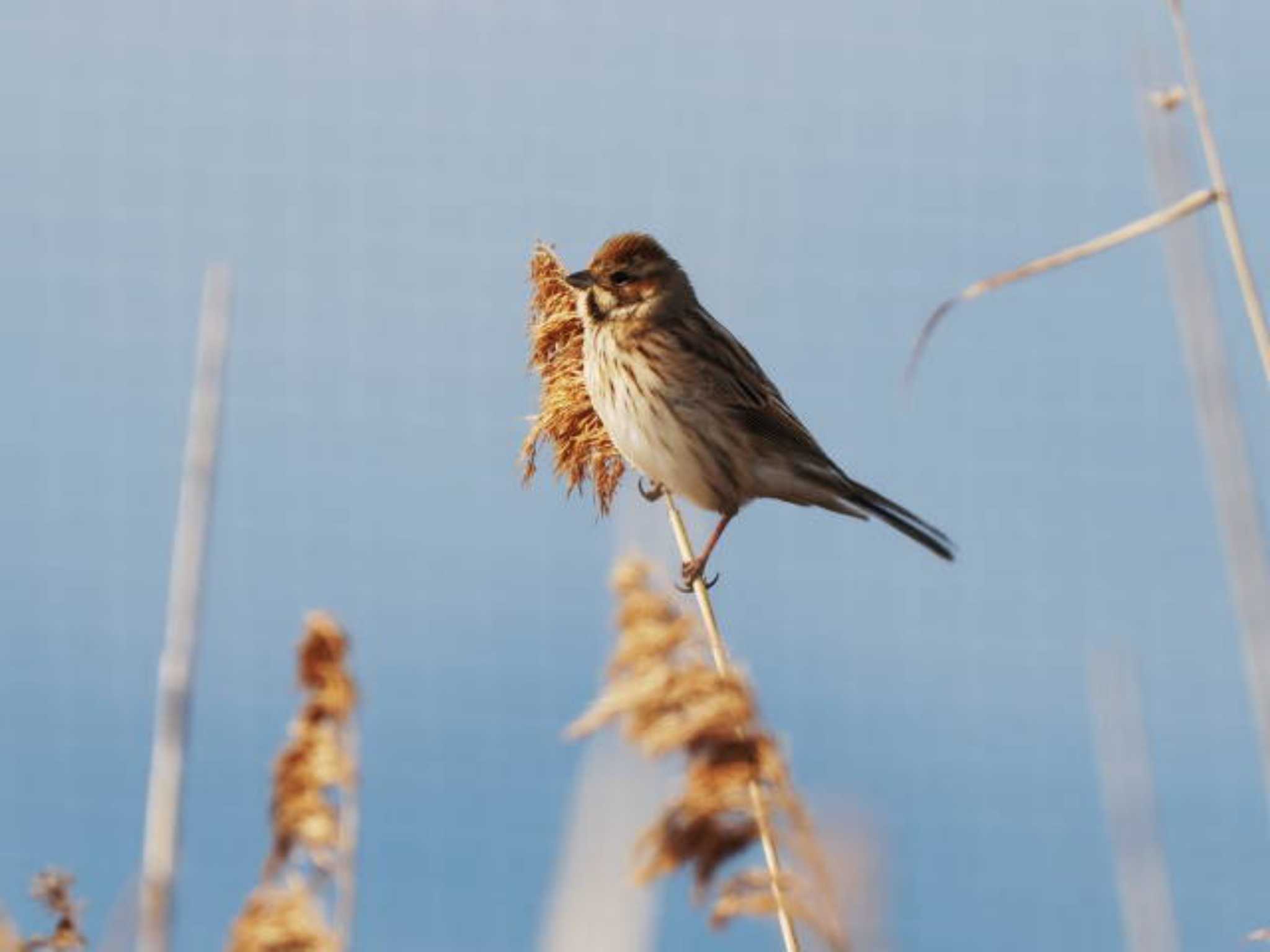 Common Reed Bunting