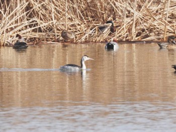 Great Crested Grebe 今津干潟 Sun, 2/4/2024