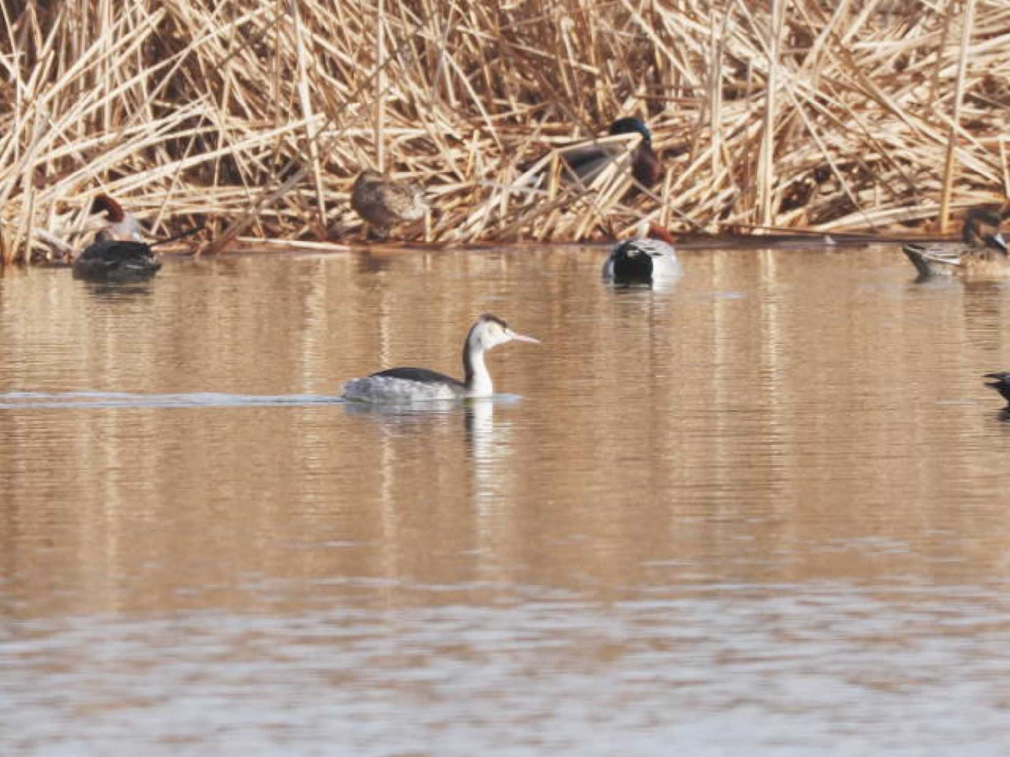 Photo of Great Crested Grebe at 今津干潟 by あれたん