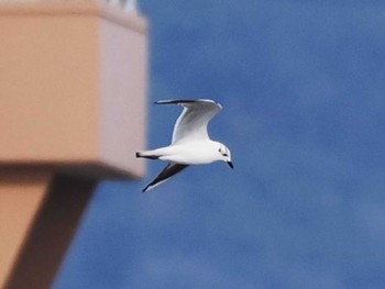 Saunders's Gull 今津干潟 Sun, 2/4/2024