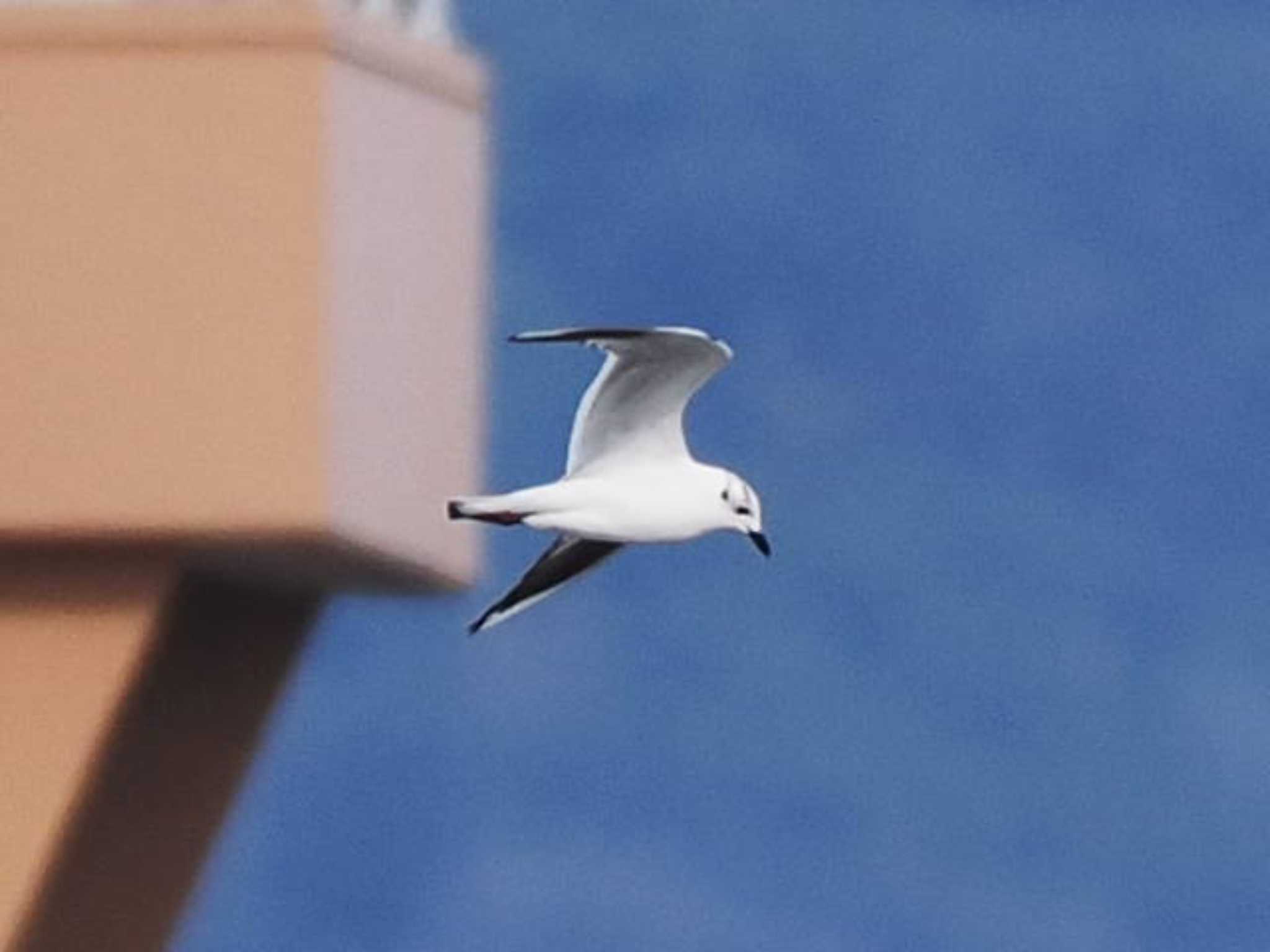 Photo of Saunders's Gull at 今津干潟 by あれたん