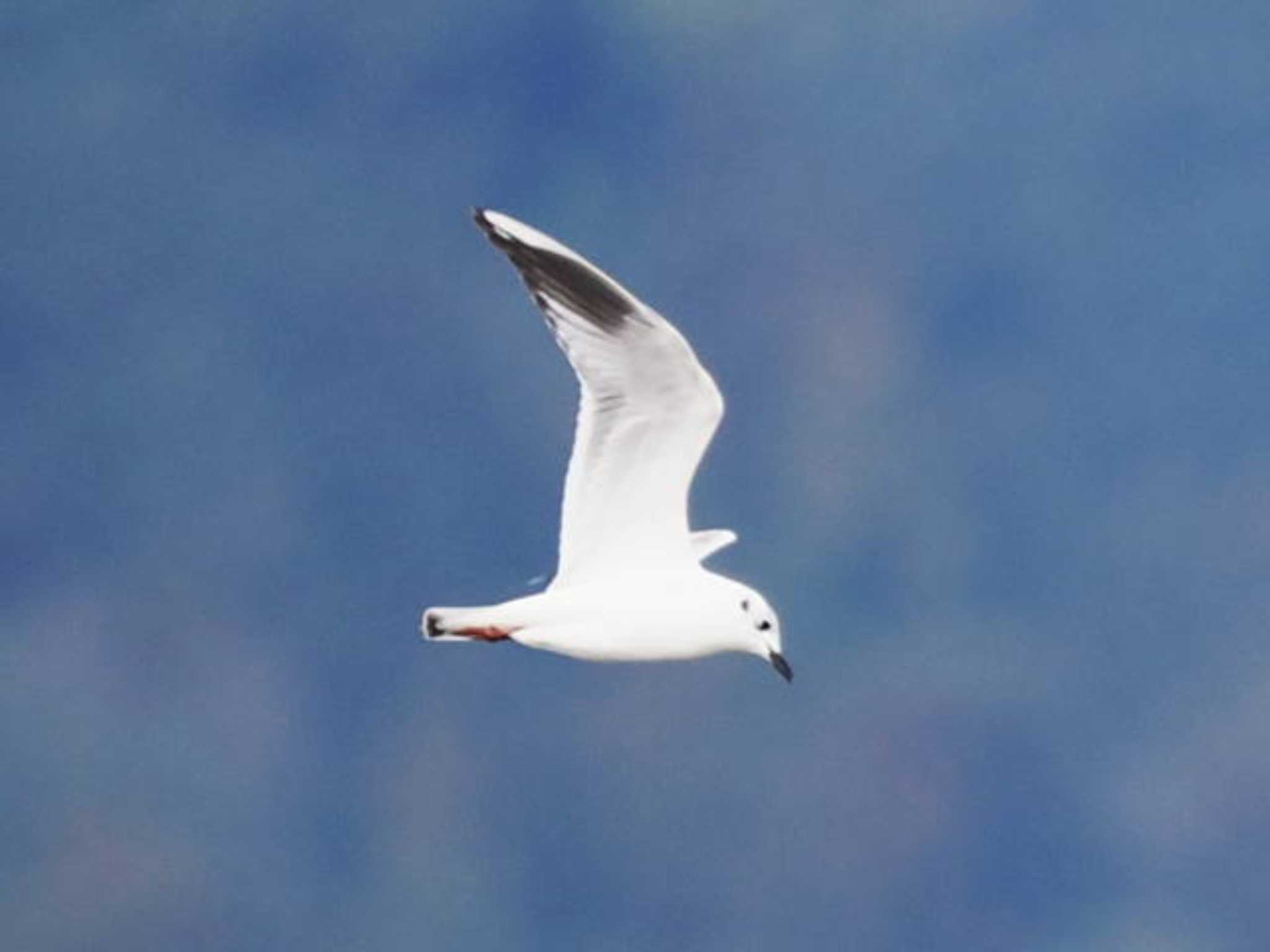 Saunders's Gull