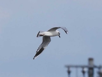 Saunders's Gull 今津干潟 Sun, 2/4/2024