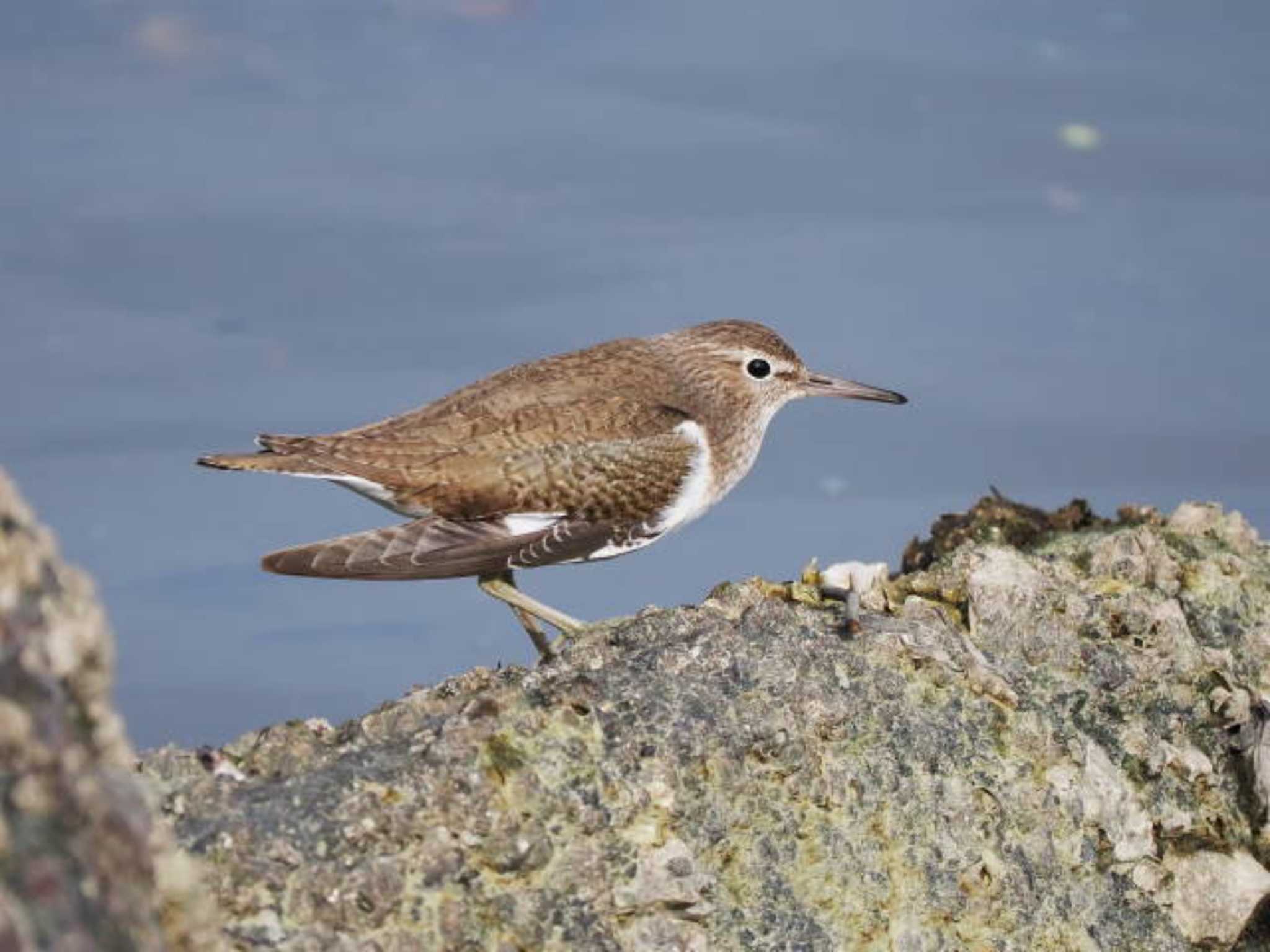 Photo of Common Sandpiper at 今津干潟 by あれたん