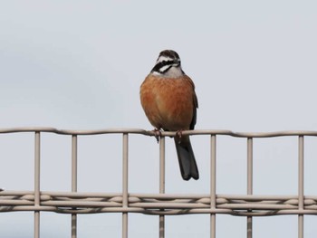 Meadow Bunting 今津干潟 Sun, 2/4/2024