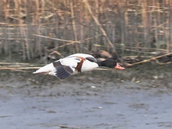 Common Shelduck 今津干潟 Sun, 2/4/2024