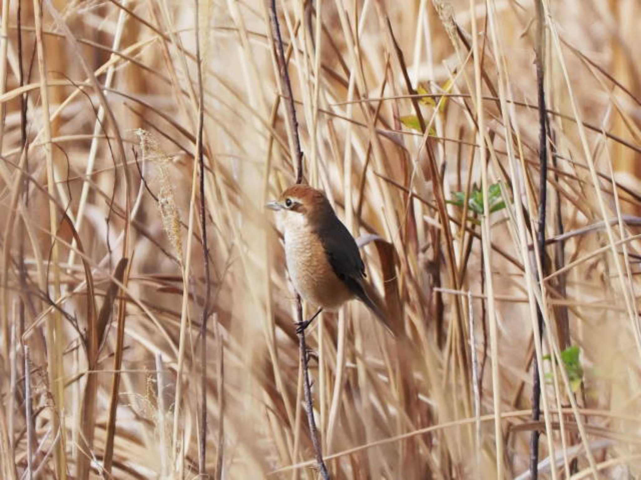 Photo of Bull-headed Shrike at 今津干潟 by あれたん