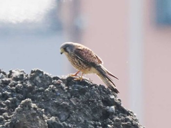 2024年2月4日(日) 今津干潟の野鳥観察記録