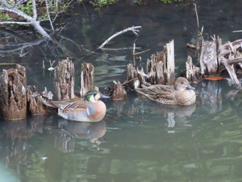 トモエガモ 座間谷戸山公園 2024年2月1日(木)