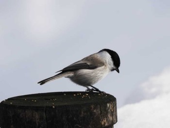 ハシブトガラ 旭川 神楽岡公園 2024年1月30日(火)