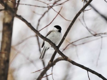 ハシブトガラ 旭川 神楽岡公園 2024年1月30日(火)