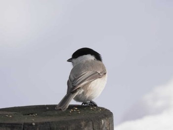 Tue, 1/30/2024 Birding report at 旭川 神楽岡公園