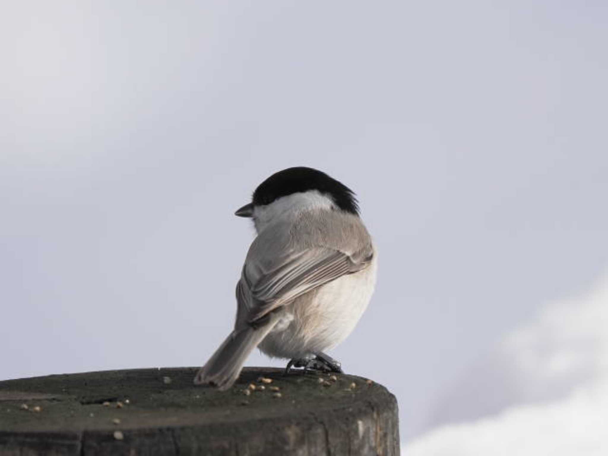 Marsh Tit