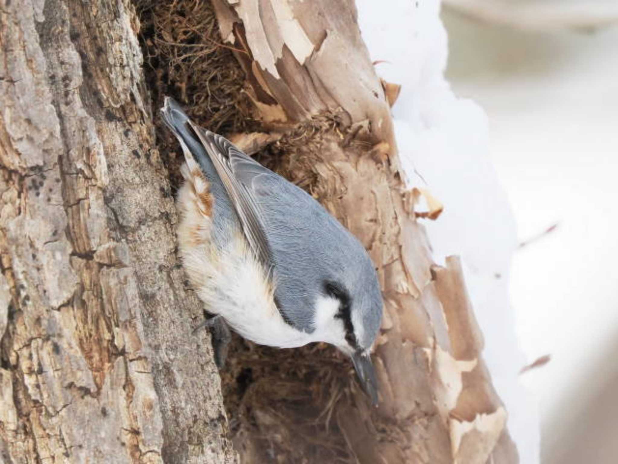 Eurasian Nuthatch