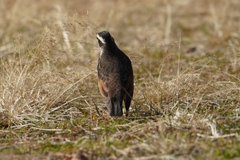 Dusky Thrush Unknown Spots Fri, 2/9/2024