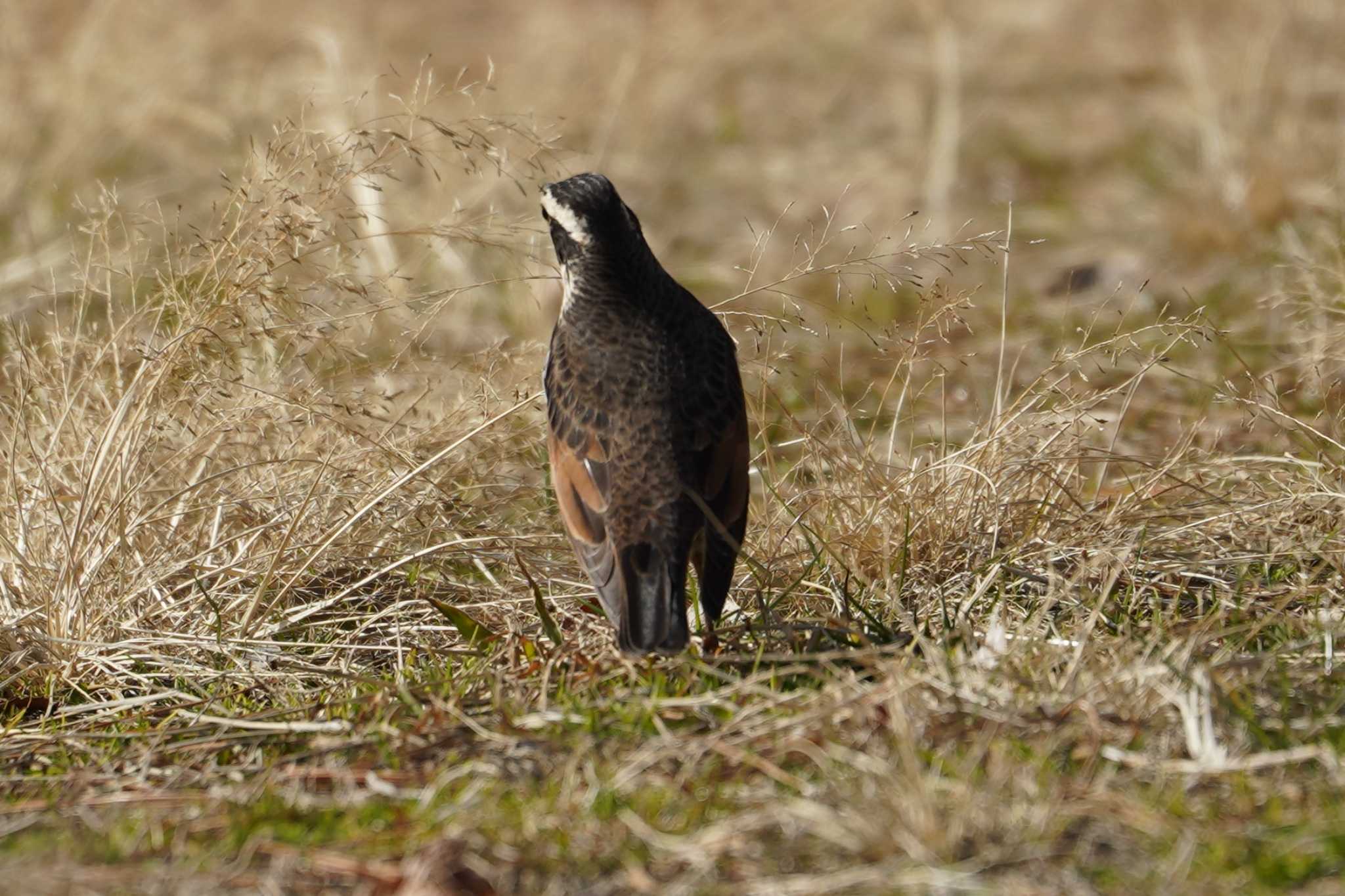 Photo of Dusky Thrush at  by sinbesax