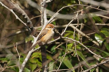 Bull-headed Shrike 野島公園 Fri, 2/9/2024