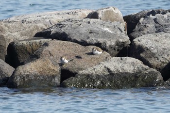 Common Sandpiper 野島公園 Fri, 2/9/2024