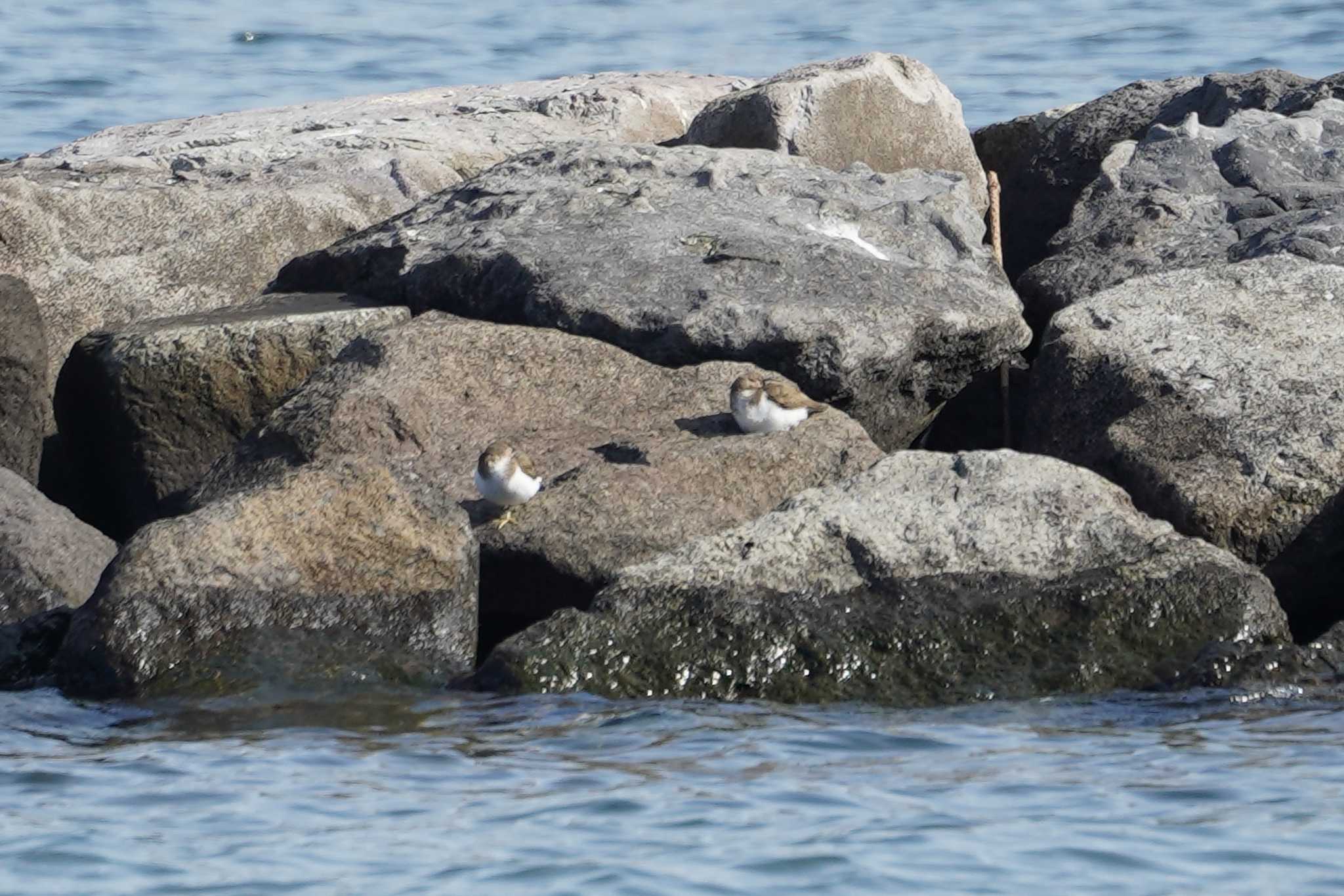 Photo of Common Sandpiper at 野島公園 by sinbesax