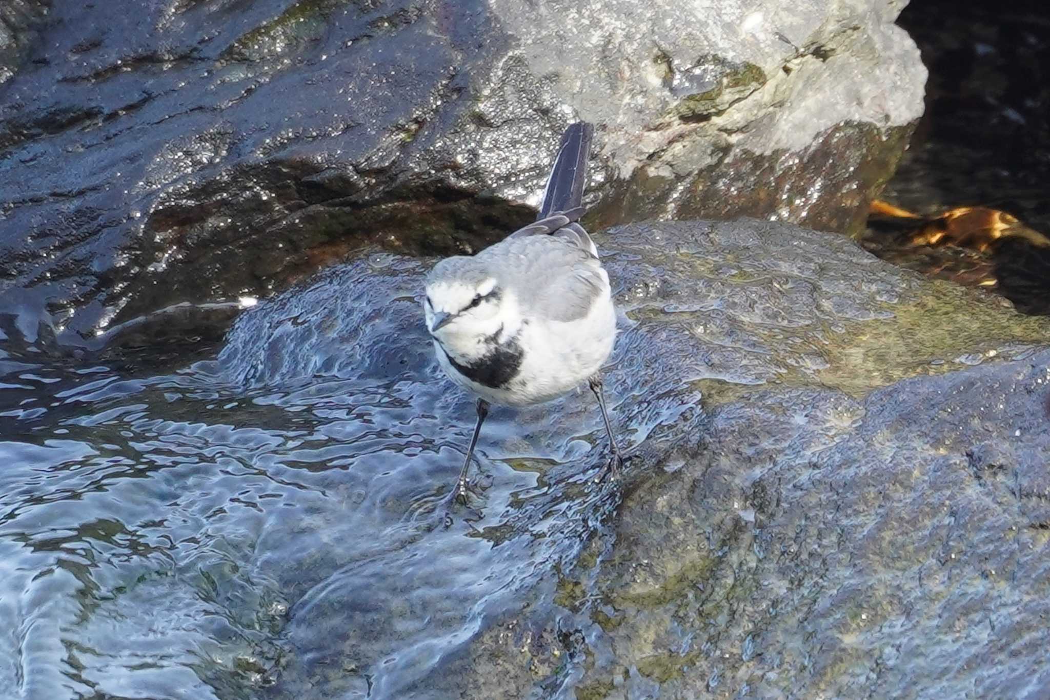 Photo of White Wagtail at 野島公園 by sinbesax