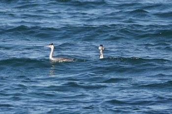 Great Crested Grebe 野島公園 Fri, 2/9/2024