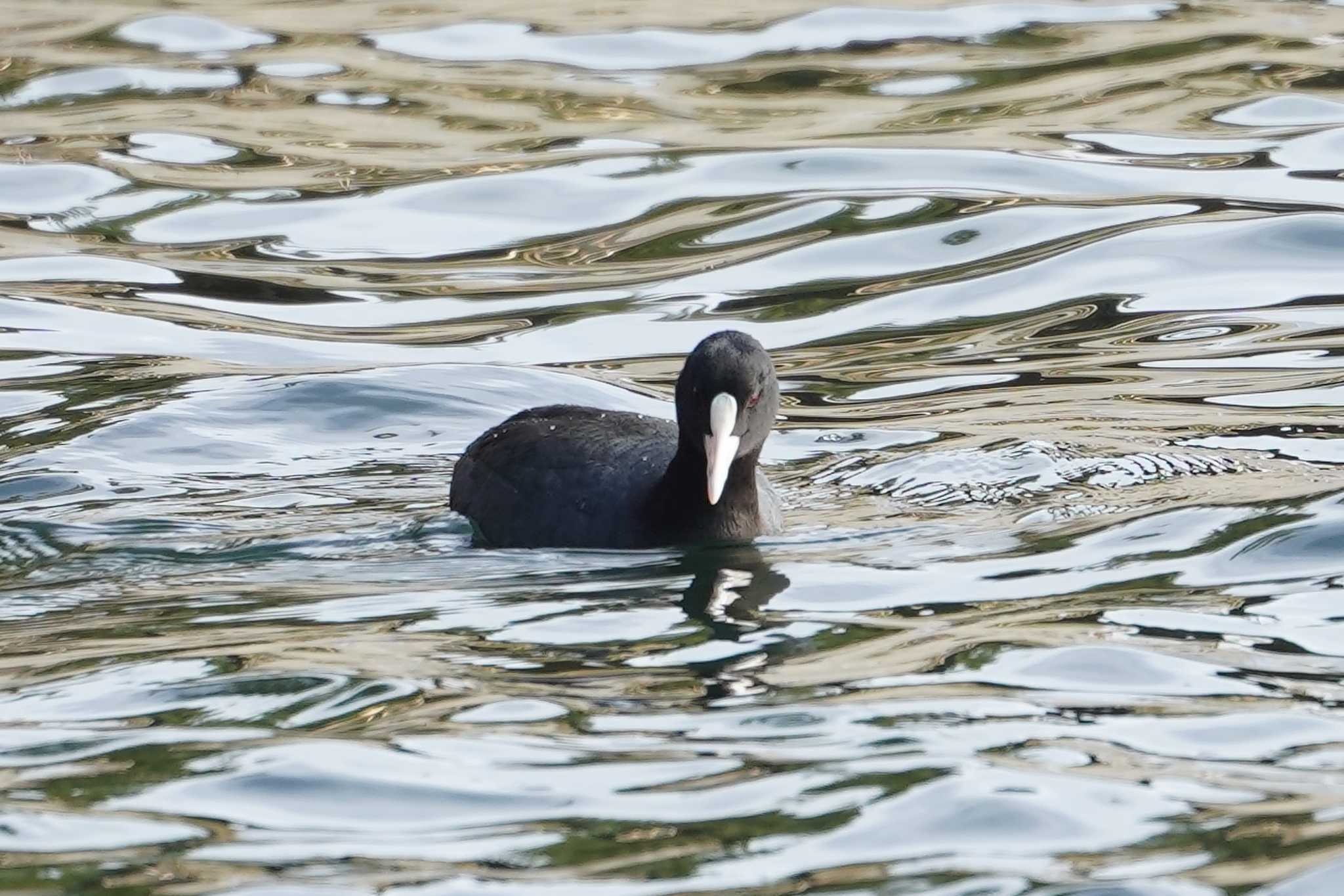 Photo of Eurasian Coot at 海の公園 by sinbesax