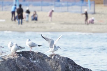 ユリカモメ 海の公園 2024年2月9日(金)