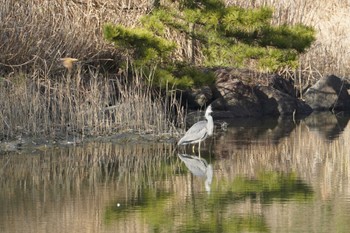 Grey Heron Nagahama Park Fri, 2/9/2024