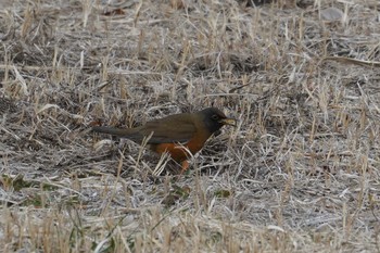 Brown-headed Thrush(orii) Nagahama Park Fri, 2/9/2024