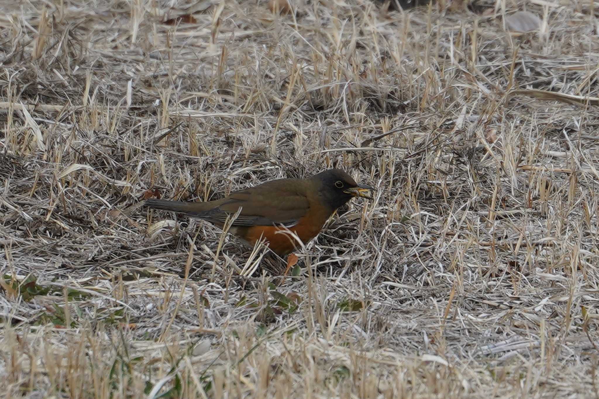 Photo of Brown-headed Thrush(orii) at Nagahama Park by sinbesax